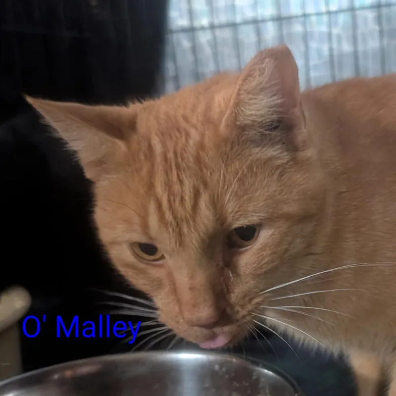 An adult small-sized male Orange / Red Domestic Short Hair cat named O' Malley for adoption in Carmel, IN