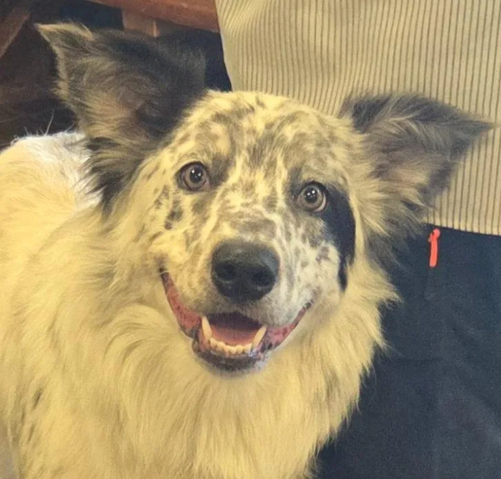 A young medium-sized male Cattle Dog dog named Ozzy for adoption in Olean, NY