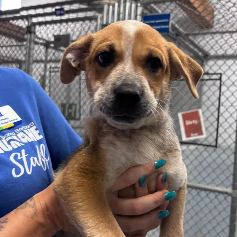 A baby small-sized female Brown / Chocolate Labrador Retriever dog named Mercedes for adoption in Santa Barbara, CA