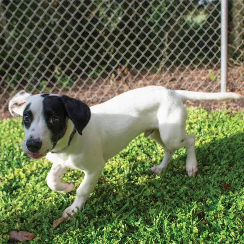 A young medium-sized male Terrier dog named Al Pawpone for adoption in Bloomfield, CT