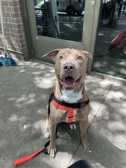 A young extra large-sized male Pit Bull Terrier dog named Ricoh for adoption in Indianapolis, IN