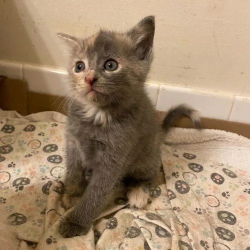A baby small-sized female Dilute Calico Domestic Short Hair cat named Alba for adoption in Toms River, NJ