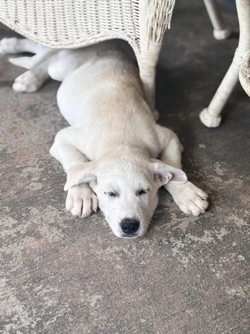 A baby medium-sized male White / Cream Labrador Retriever dog named Gandalf for adoption in Brentwood, CA