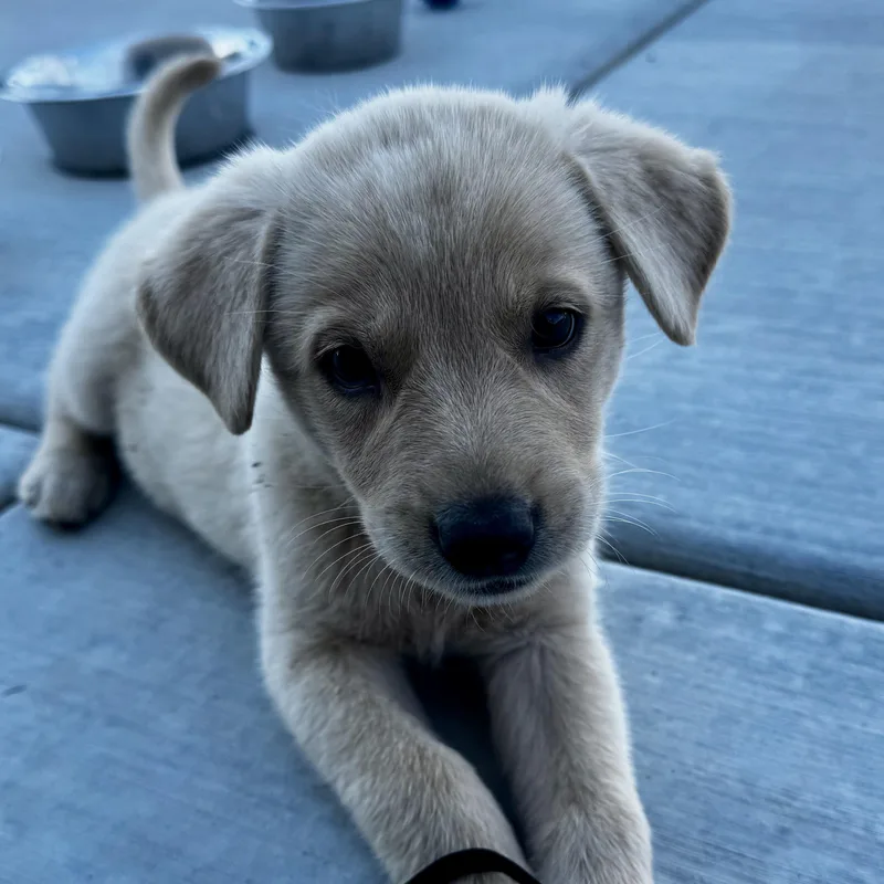 Meet SLATE  OKLAHOMA
