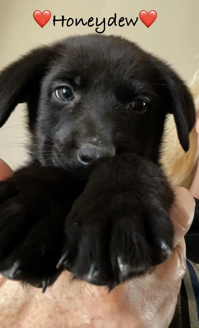 Meet SLATE  OKLAHOMA thumbnail 5