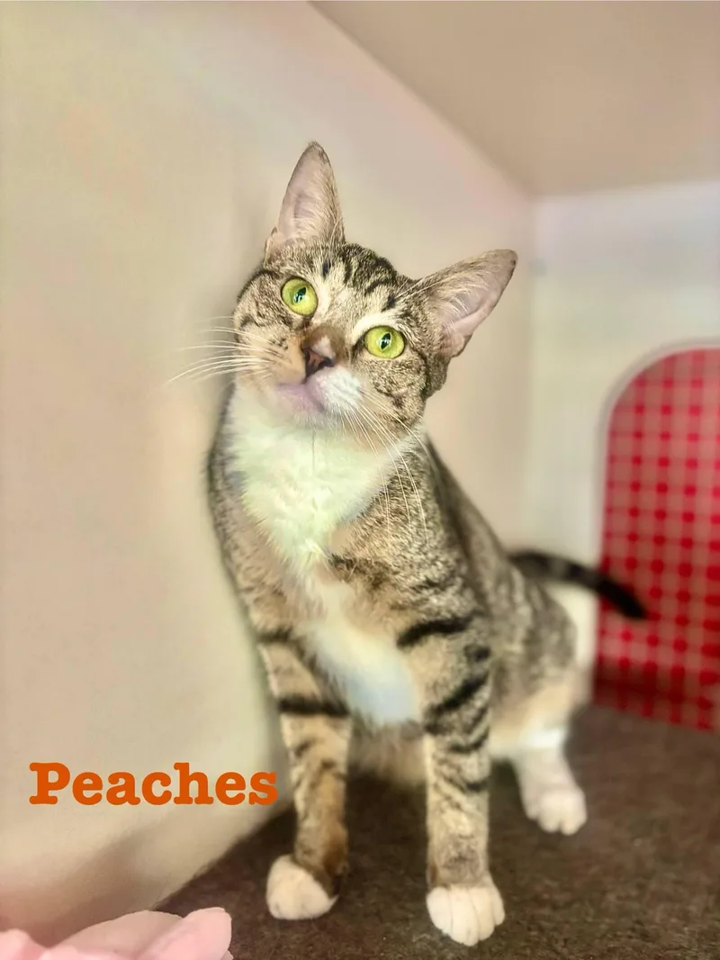 Peaches thumbnail 4