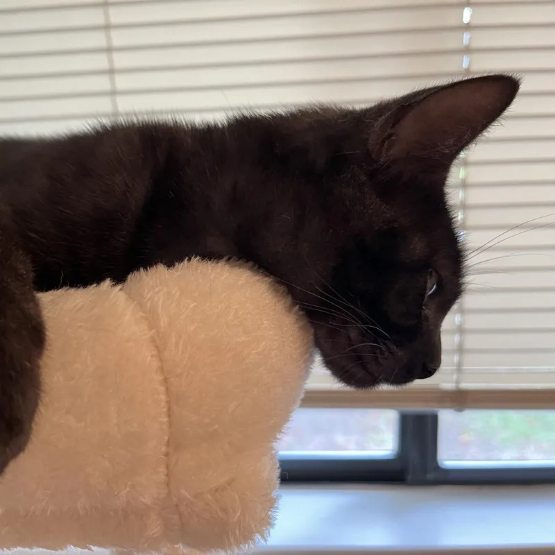A young medium-sized female Black Domestic Short Hair cat named Miss Honey for adoption in Santa Rosa, CA