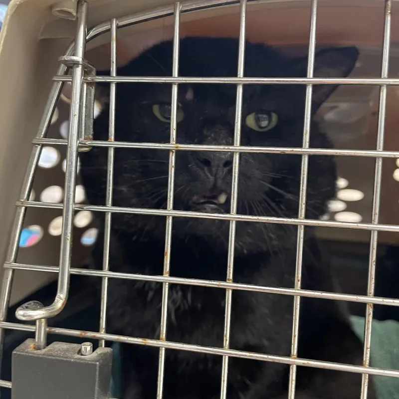 An adult large-sized male Black Domestic Short Hair cat named Cheeks for adoption in Port Charlotte, FL