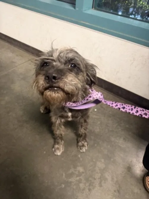 A young medium-sized male Schnauzer dog named Mardi for adoption in Chatsworth, CA