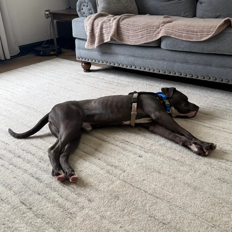 An adult medium-sized male Gray / Blue / Silver Mixed Breed dog named Carlisle for adoption in Pittsburgh, PA