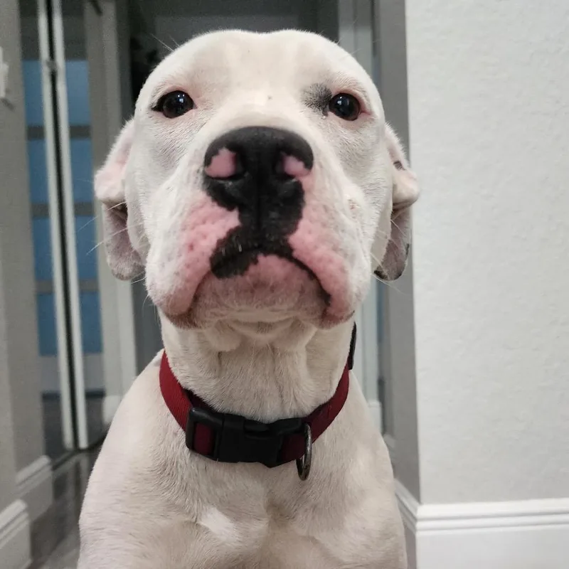 An adult medium-sized female White / Cream American Staffordshire Terrier dog named Frost for adoption in Hobe Sound, FL