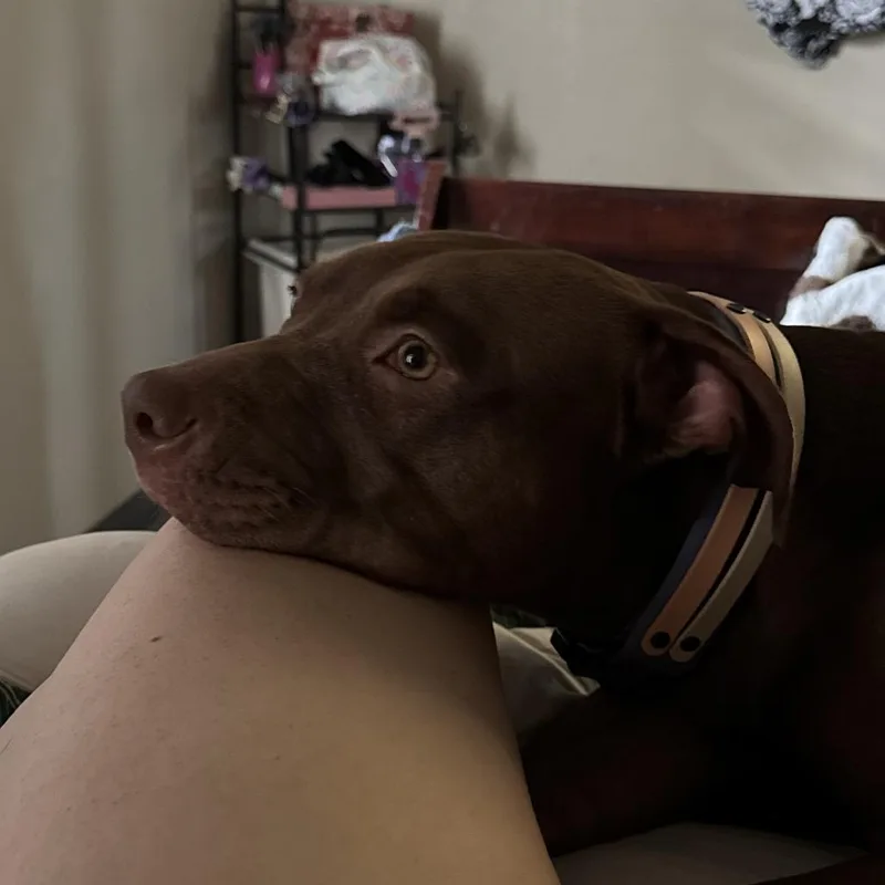 An adult small-sized female Brown / Chocolate Pit Bull Terrier dog named Georgia for adoption in Colorado Springs, CO