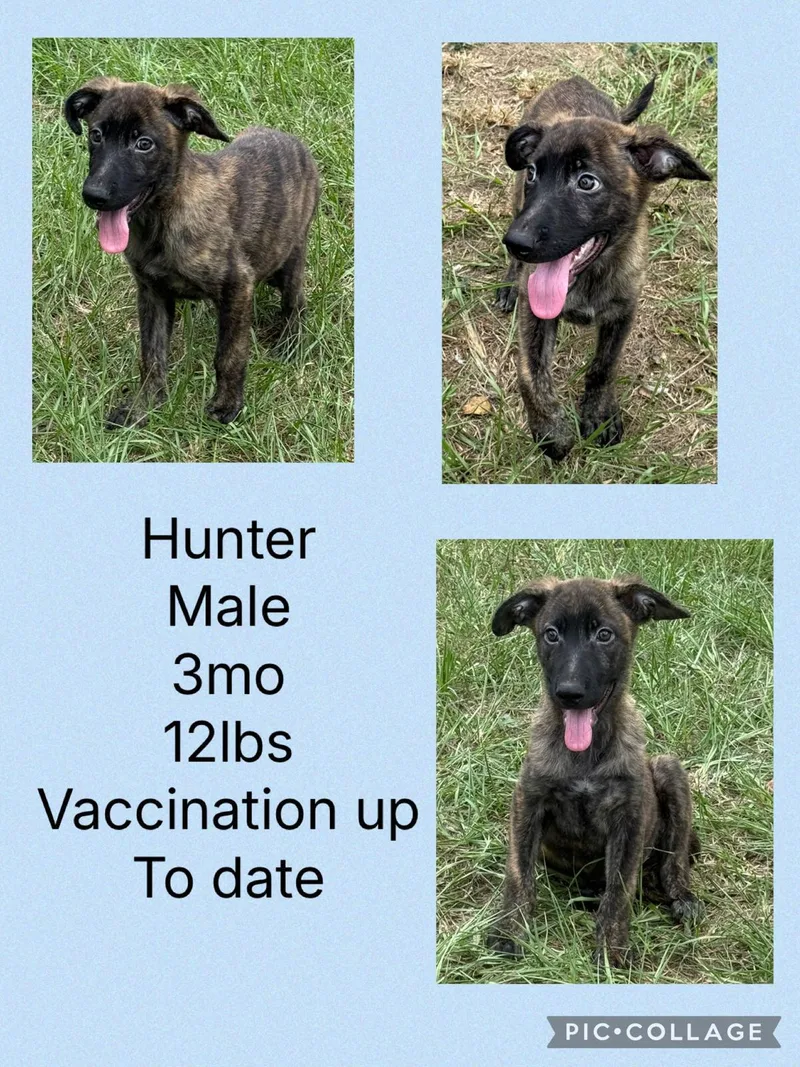 A young medium-sized male Plott Hound dog named Hunter for adoption in Virginia Beach, VA
