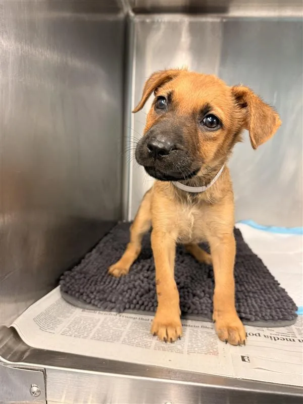 A baby small-sized female Labrador Retriever dog named French Fry for adoption in Houston, TX