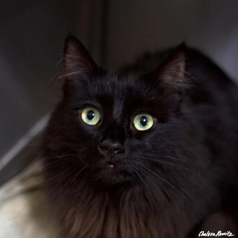 A senior small-sized male Maine Coon cat named Jerry for adoption in Los Angeles, CA