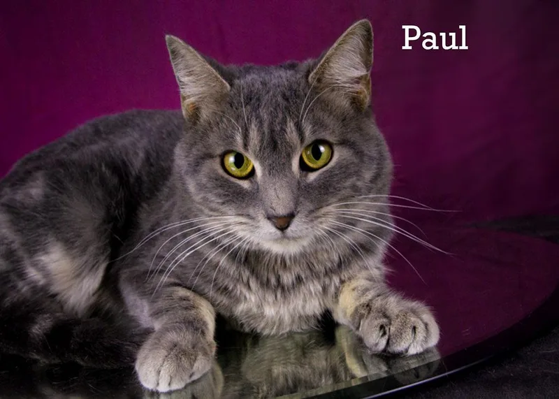 An adult medium-sized male Gray / Blue / Silver Tabby cat named Paul for adoption in York, NE