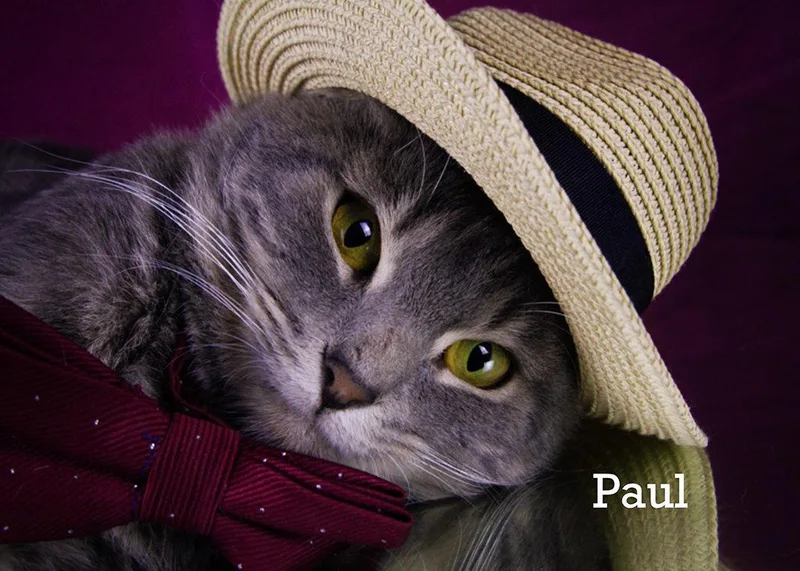 Paul thumbnail 4