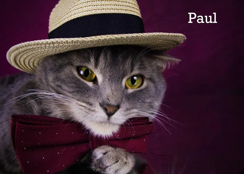 Paul thumbnail 5