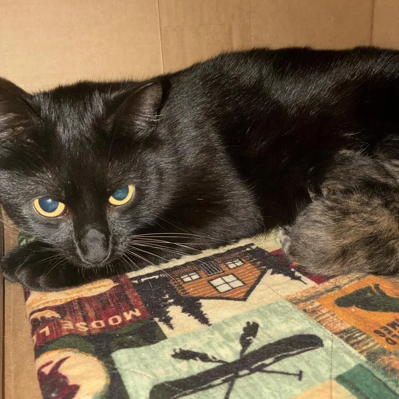 An adult medium-sized female Black Domestic Short Hair cat named Aldi for adoption in Windsor, VA