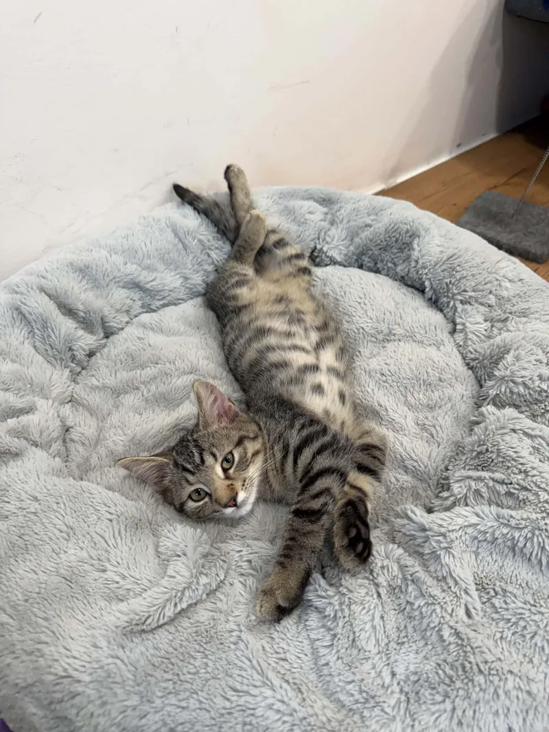 A baby medium-sized male Domestic Short Hair cat named Turbo  Willow Grove for adoption in Greenville, DE