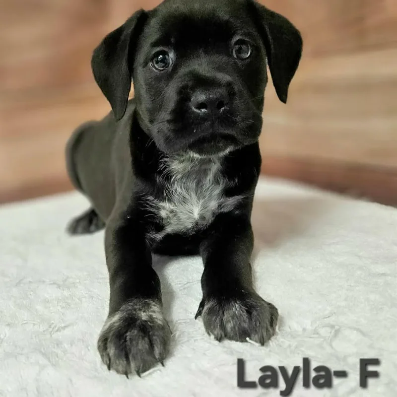 A baby medium-sized female Black Labrador Retriever dog named Layla for adoption in Griswold, CT