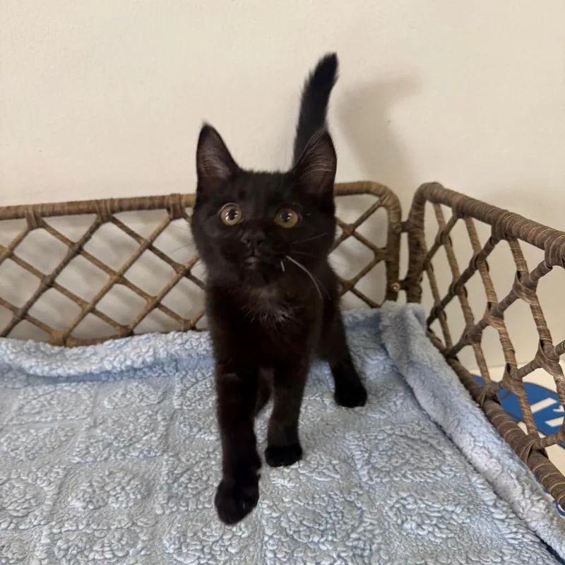 A baby small-sized female Black Domestic Short Hair cat named Mochi for adoption in Houston, TX