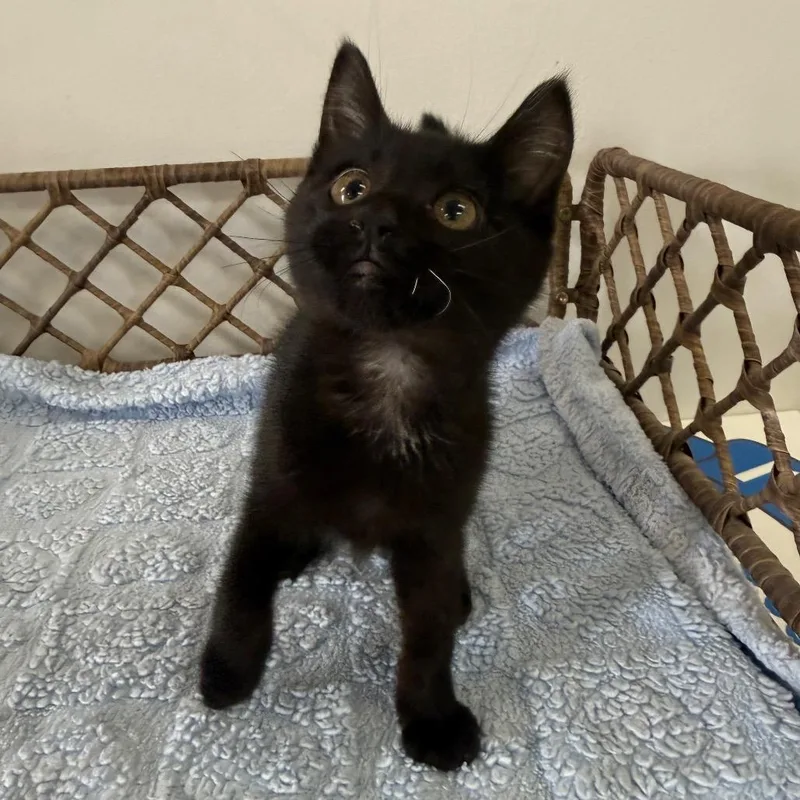 Mochi thumbnail 2