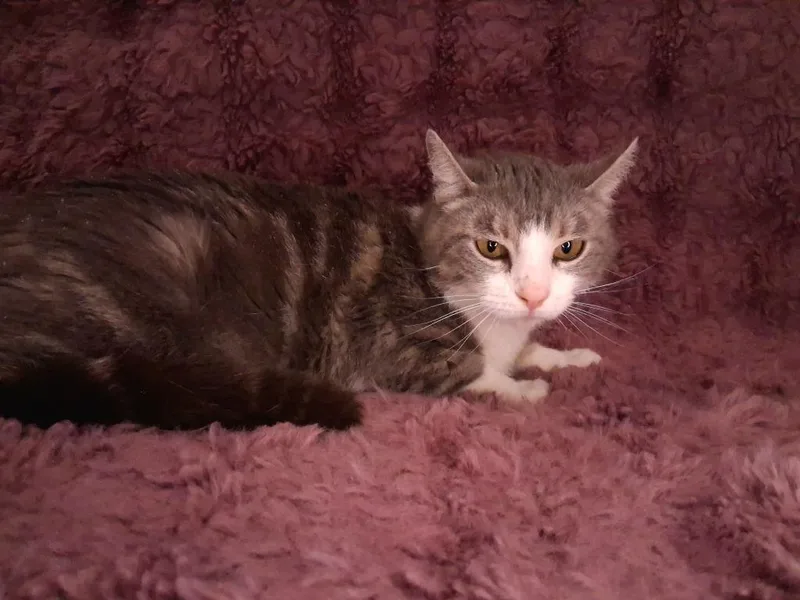 An adult medium-sized female Domestic Short Hair cat named Lemon for adoption in Wintersville, OH