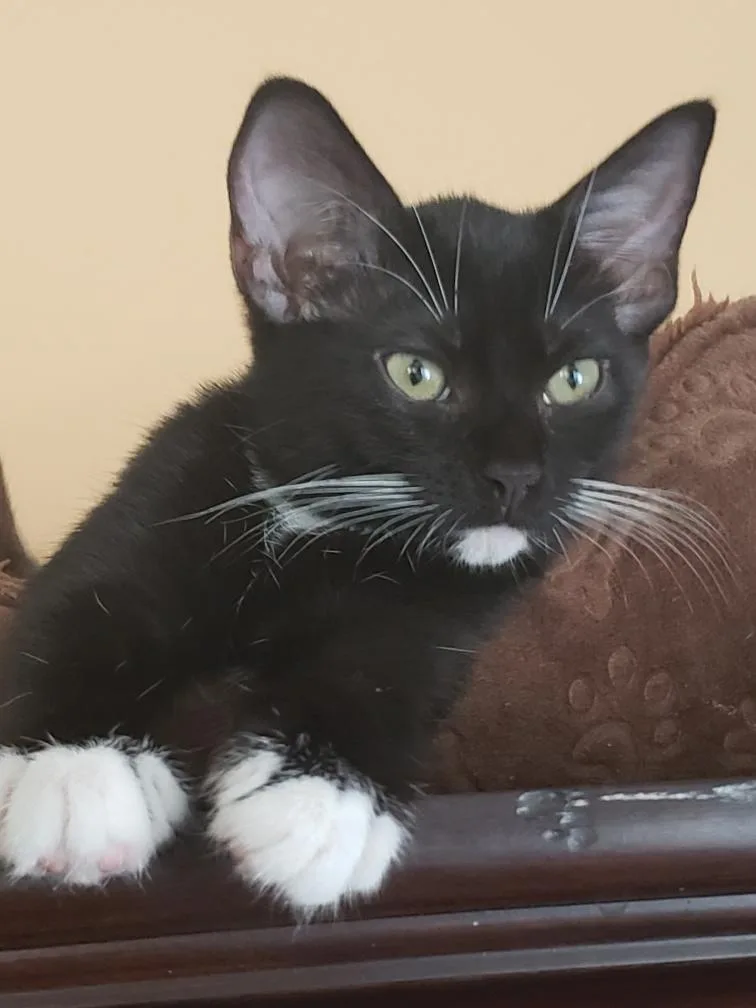 An adult medium-sized female Domestic Short Hair cat named Angel Bear for adoption in St Petersburg, FL