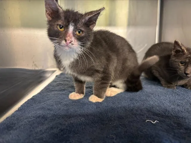 A baby small-sized female Domestic Short Hair cat named Nyla for adoption in Grand Prairie, TX