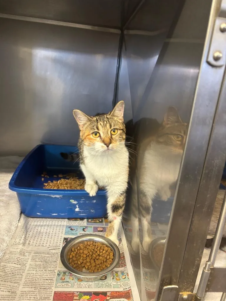 A baby medium-sized female Domestic Short Hair cat named Raspberry for adoption in Sorrento, LA