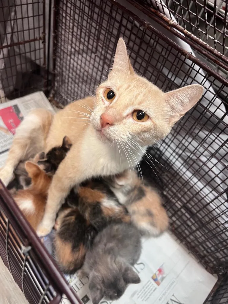 Raspberry thumbnail 2