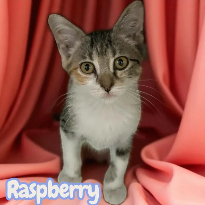 Raspberry thumbnail 3