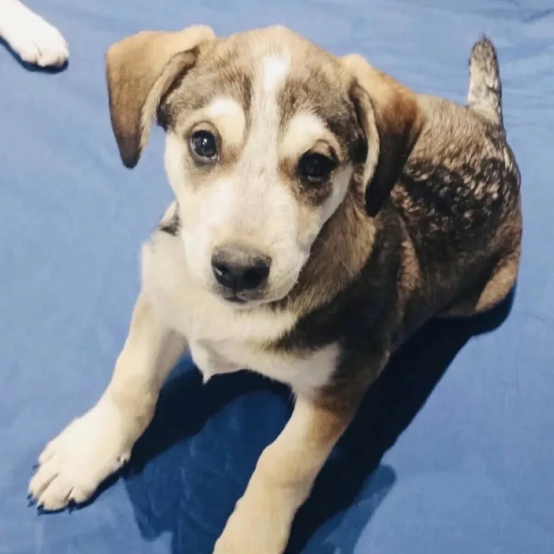 A young small-sized male Mixed Breed dog named Mason for adoption in Rogersville, MO