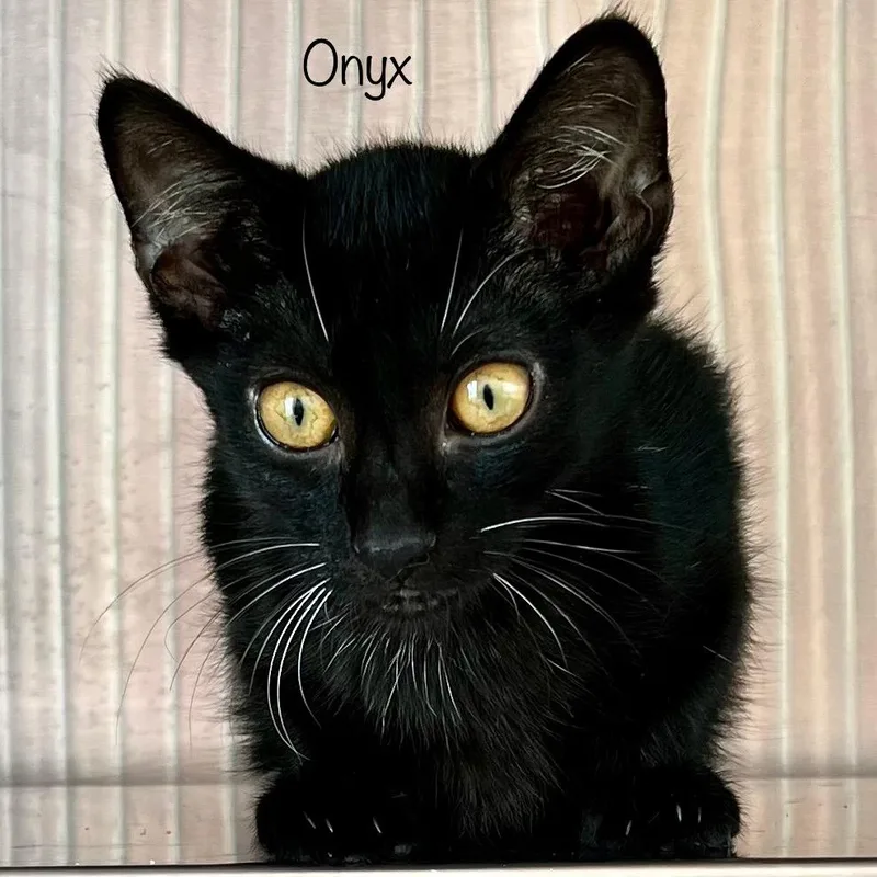 A baby small-sized male Black Domestic Short Hair cat named Onyx for adoption in Madisonville, TN