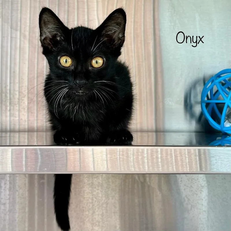 Onyx thumbnail 2