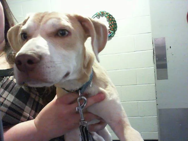 A baby small-sized male Mixed Breed dog named A for adoption in Charlotte, NC