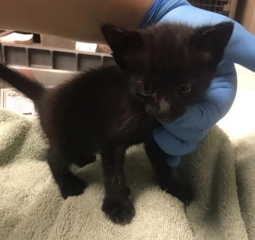 A baby small-sized female Domestic Short Hair cat named Pickles for adoption in Conroe, TX