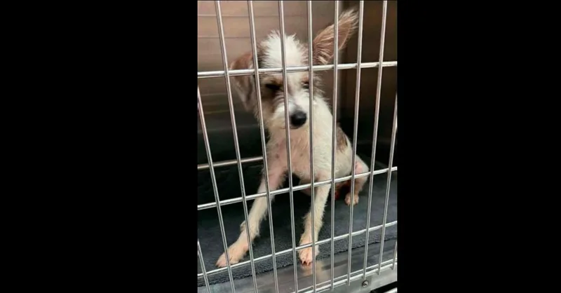 A young small-sized male Tricolor (Brown, Black, & White) Terrier dog named Little Woofs: Huck for adoption in Dallas, TX