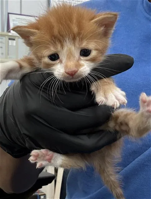 A baby medium-sized male Domestic Short Hair cat named River for adoption in Dallas, TX