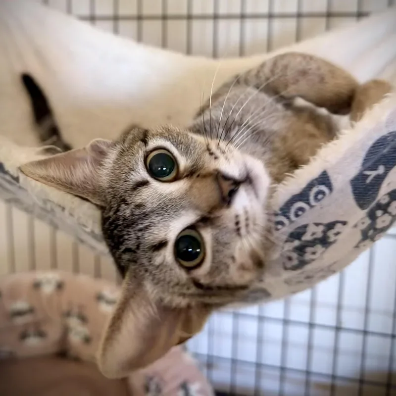A baby small-sized female Tabby (Brown / Chocolate) Domestic Short Hair cat named Clarice for adoption in Fort Worth, TX