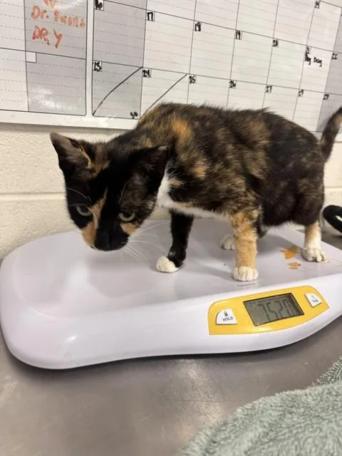 A young small-sized female Domestic Short Hair cat named Tunisia for adoption in Upper Marlboro, MD