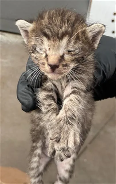A baby medium-sized female Domestic Short Hair cat named Jupiter for adoption in Dallas, TX