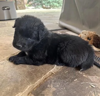 A baby medium-sized male Mixed Breed dog named Poncho for adoption in Cumming, GA