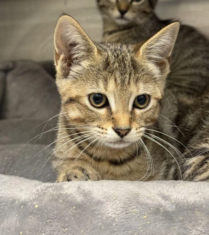 A young small-sized female Domestic Short Hair cat named Blair for adoption in Hilton Head Island, SC