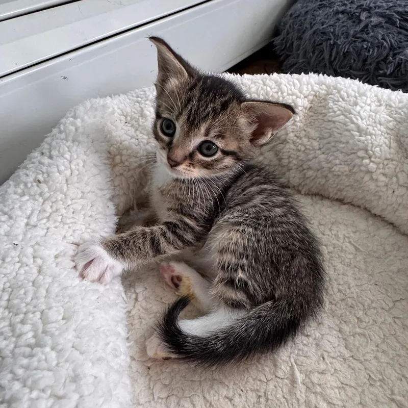 A baby medium-sized male Brown / Chocolate Domestic Short Hair cat named Lachlan for adoption in Moriches, NY