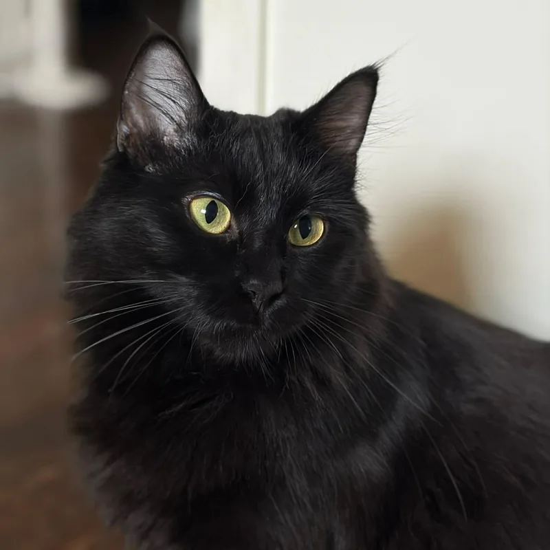 A young medium-sized female Domestic Long Hair cat named Hope for adoption in Gladstone, OR