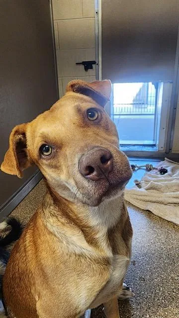 A young medium-sized male Boxer dog named Biscuit for adoption in Albuquerque, NM