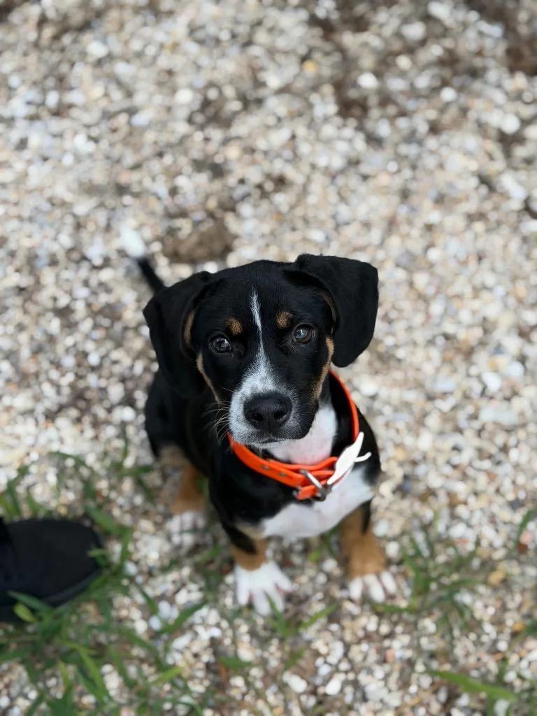 Boone