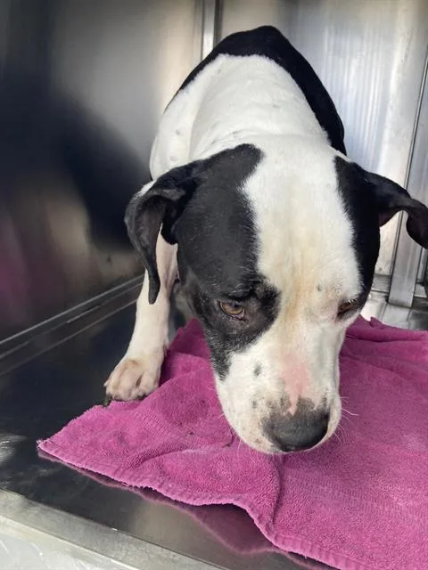 An adult large-sized female Pit Bull Terrier dog named Nola for adoption in Dallas, TX